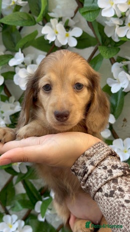 Miniature Dachshund dogs - Advert 3