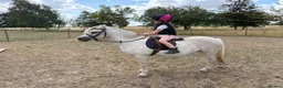 Welsh Section A horses for sale: 10yrs 11.2hh Welsh section a mare  in Wisbech - Advert 4