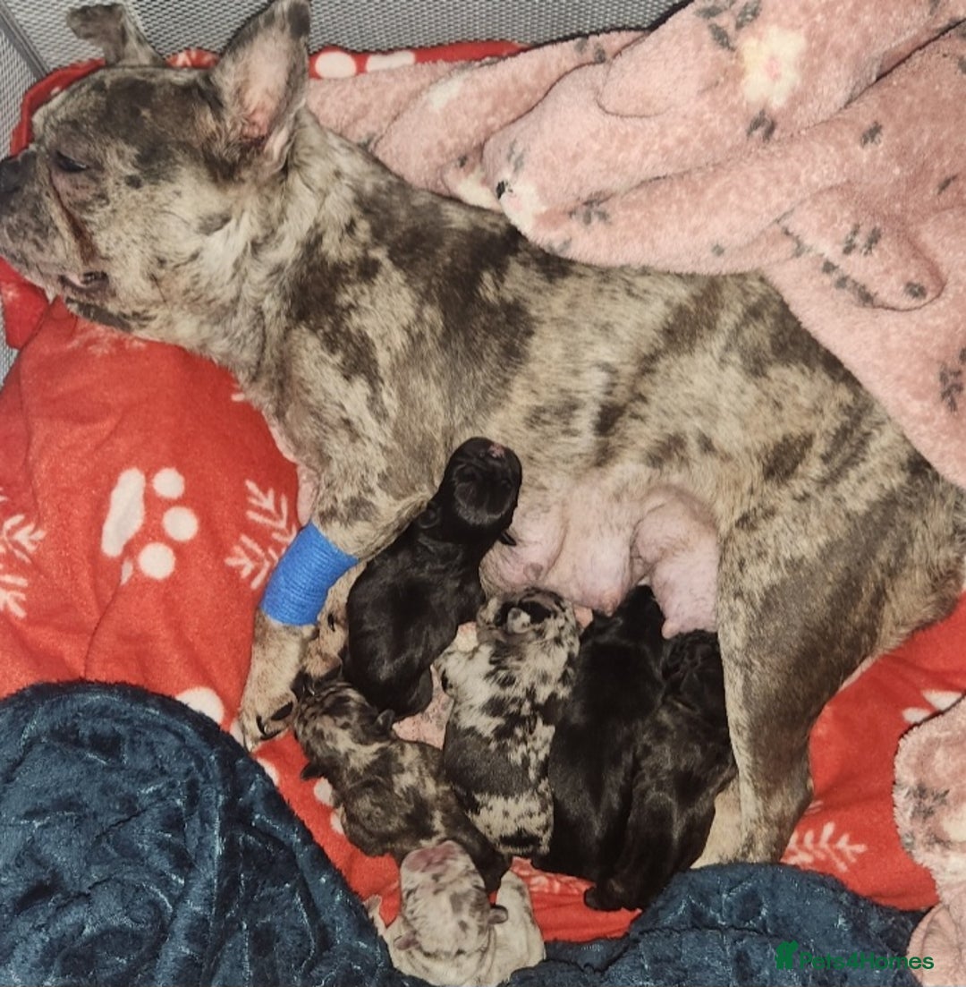 French Bulldog dogs for sale: Beautiful Puppy's For Sale  - Advert 31