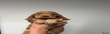 Cocker Spaniel 5