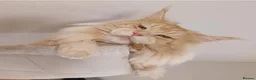 Maine Coon cats for sale: Beautiful Maine coon kittens  - Advert 11