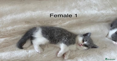 British Shorthair cats - Advert 3