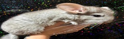 Chinchilla rodents for sale: Tan male chinchilla kit  - Advert 1