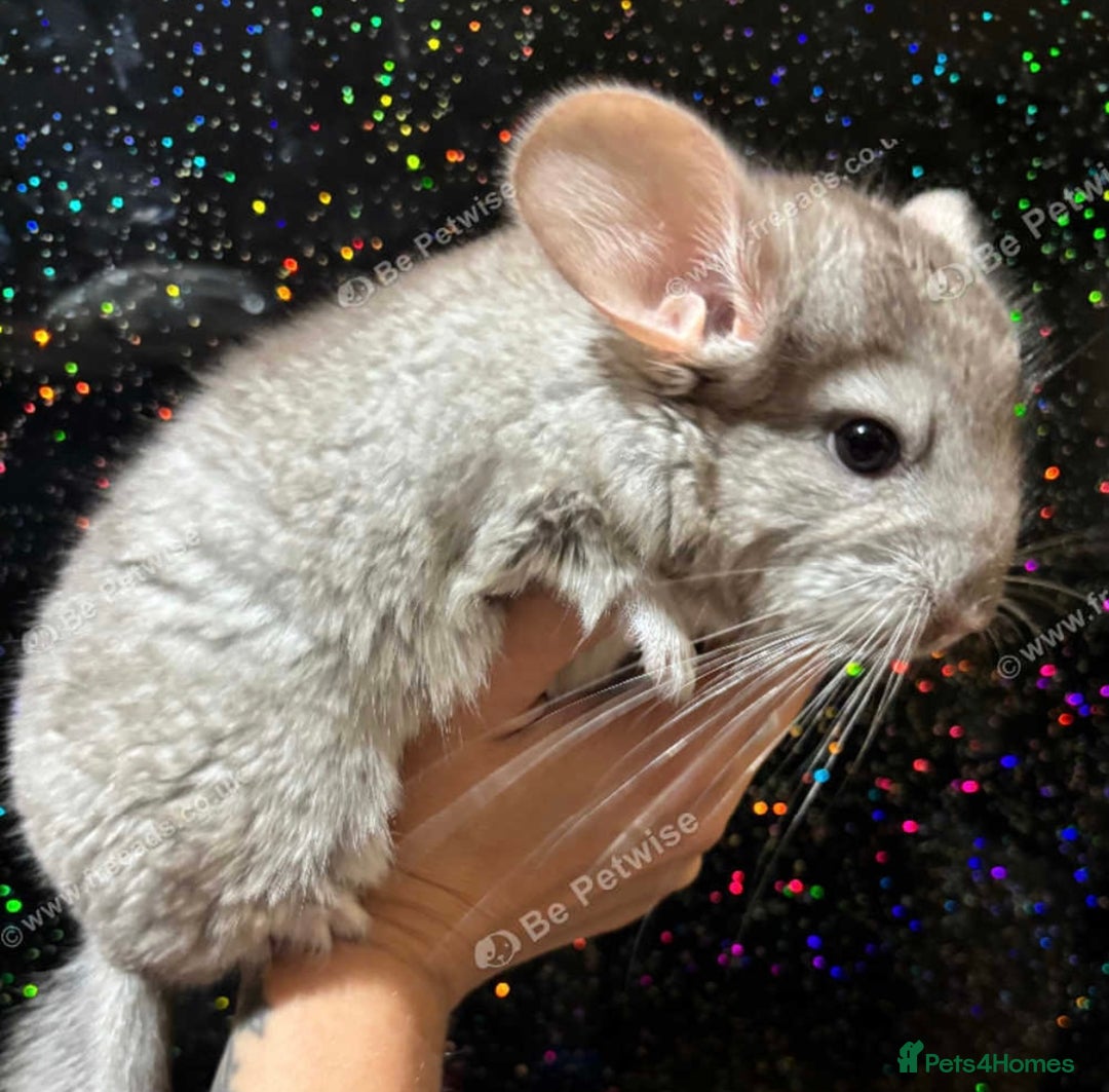 Chinchilla rodents for sale: Tan male chinchilla kit  - Advert 1