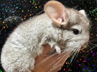 Chinchilla rodents Tan male chinchilla kit - Advert 2