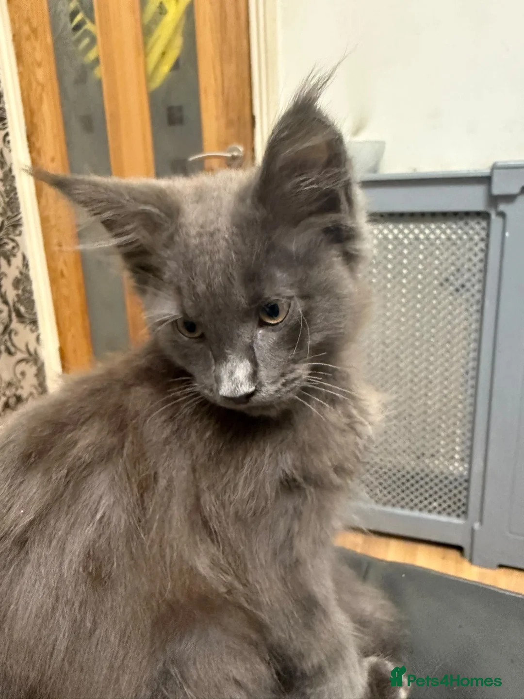 Maine Coon cats for sale: Maine coon kittens for sale  - Advert 3