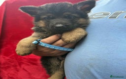 German Shepherd dogs for sale: German Shepherd Puppies  - Image 14