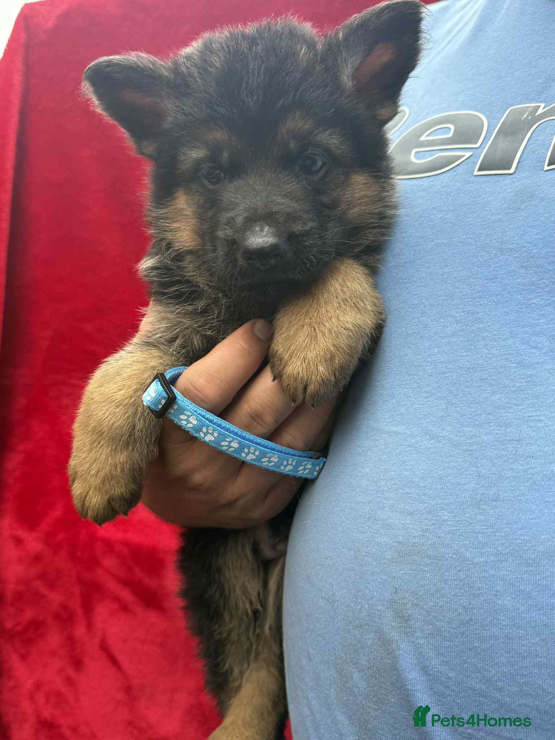 German Shepherd dogs for sale: German Shepherd Puppies  - Image 14