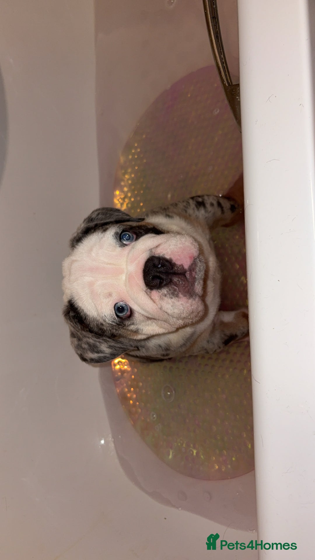 Olde English Bulldogge dogs for sale: Old English bulldog pups fluffy carriers❤️ - Image 33