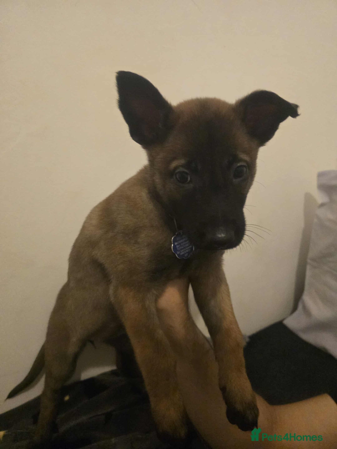 Belgian Shepherd Dog dogs for sale: Adorable 9 Week Old Belgian Malinois Puppy - Image 2