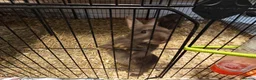 Mixed Breed rabbits for sale: Chocolate baby Bunnie's  in Liverpool - Advert 3