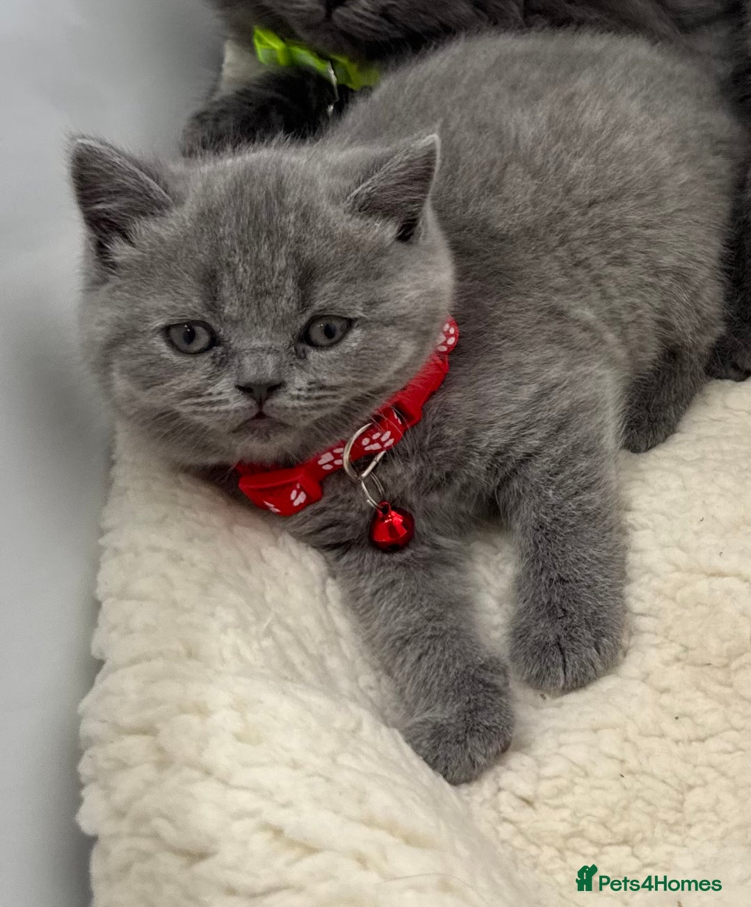 British Shorthair cats for sale: 6 stunning British Shorthair kittens  - Advert 9