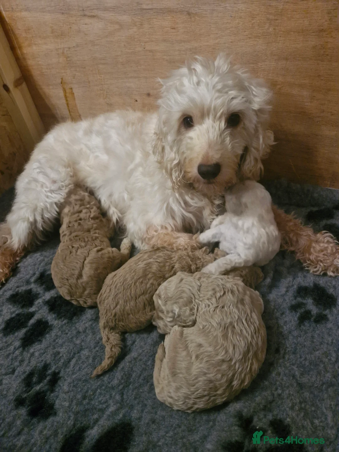 Cockapoo dogs for sale:  Cockapoo puppies F2B - Advert 20