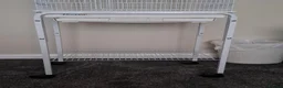 Canaries birds for sale: TWO CANARIES AND CAGE in Leicester - Advert 2