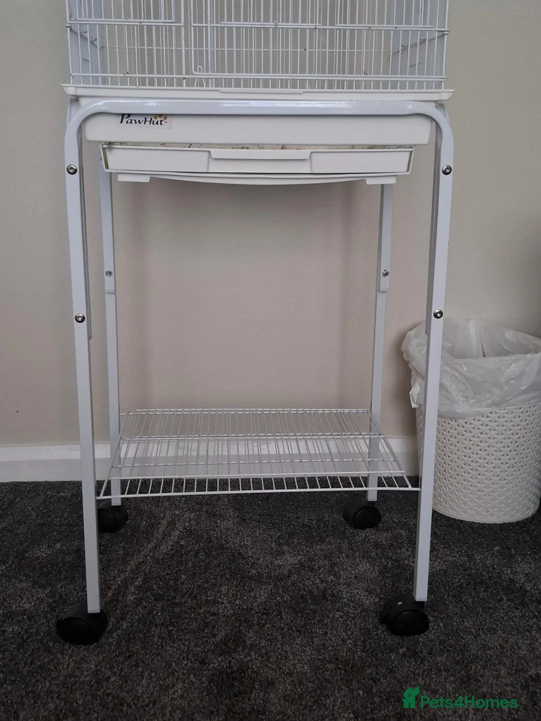 Canaries birds for sale: TWO CANARIES AND CAGE in Leicester - Advert 2