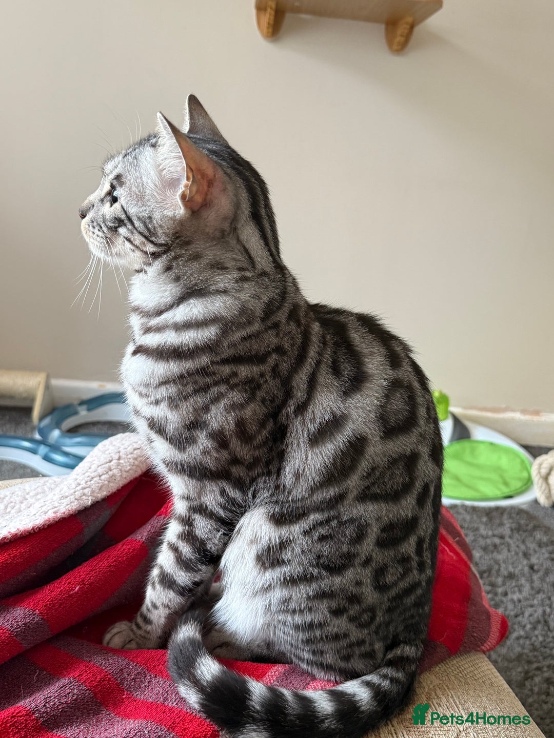Bengal cats for sale: ⭐️Silver (black) Spotted Bengal TICA registered ⭐️ - Advert 5