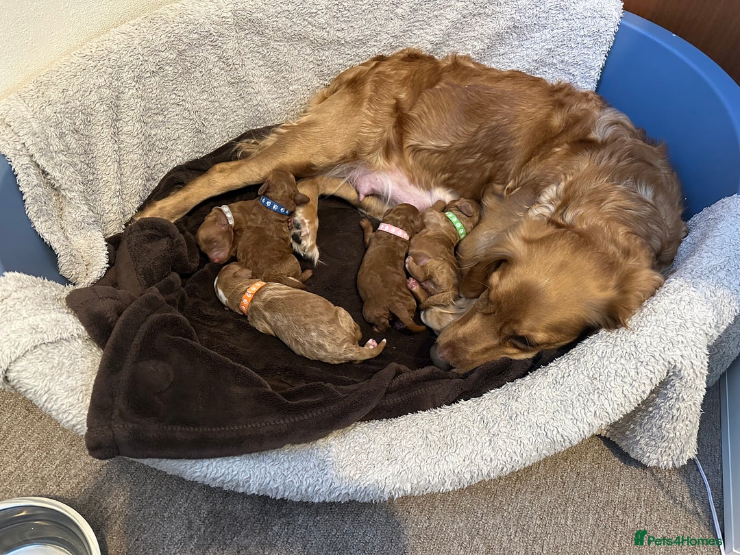 Cockapoo dogs for sale: Beautiful Cockapoo Puppies – Ready Early New Year - Advert 3