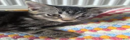 Mixed Breed cats for sale: Tabby cross persian kittens for sale  - Advert 15