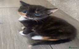 Mixed Breed cats for sale: Delightful mix-breed Siamese-black calico-kittens - Image 29
