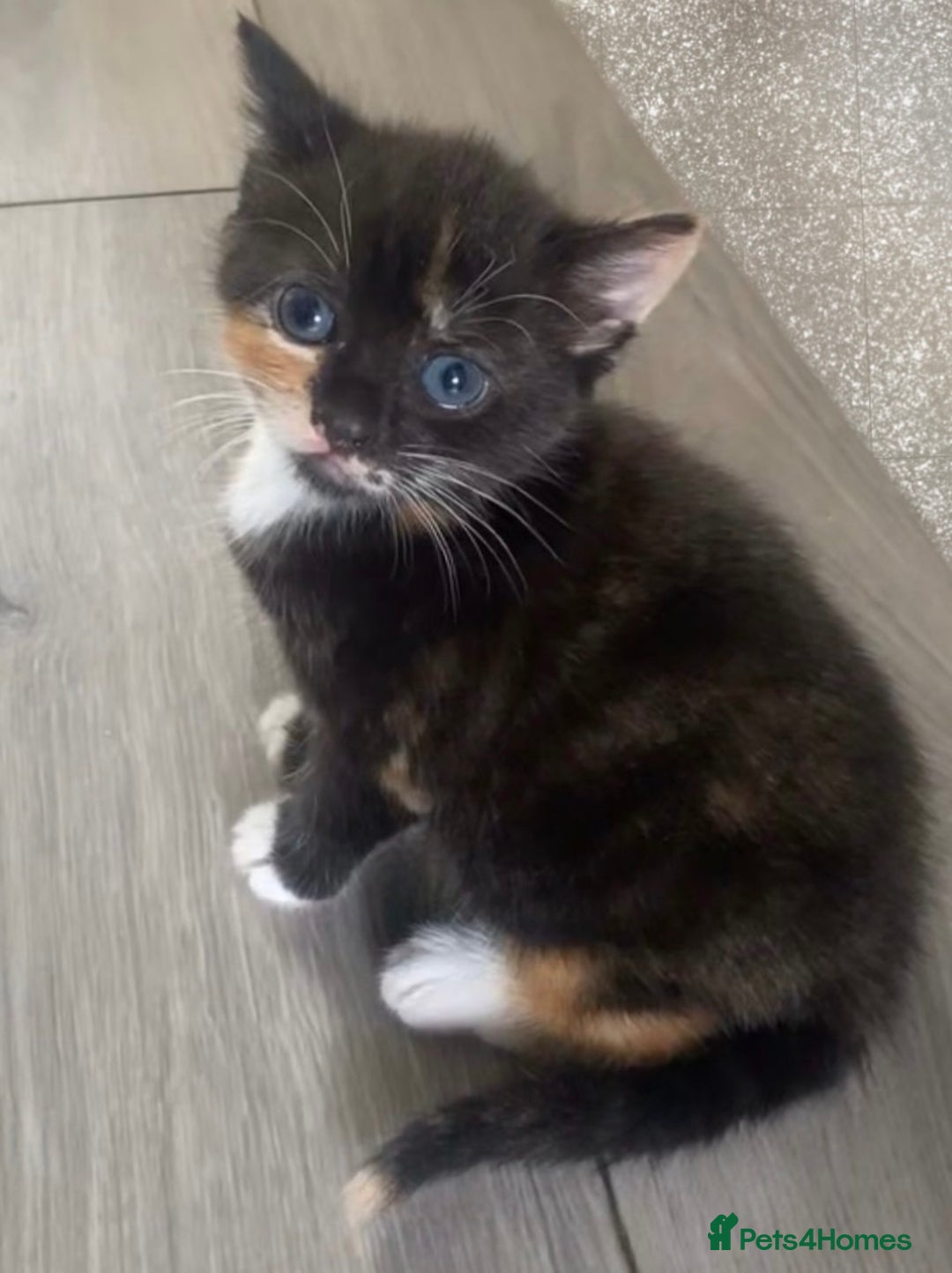 Mixed Breed cats for sale: Delightful mix-breed Siamese-black calico-kittens - Image 29
