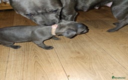 Staffordshire Bull Terrier dogs for sale: blue staffy puppies  - Image 16