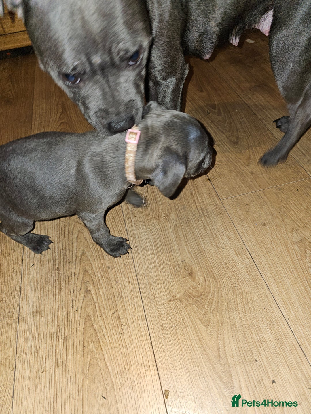 Staffordshire Bull Terrier dogs for sale: blue staffy puppies  - Image 16