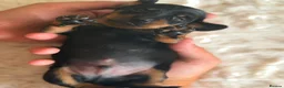 Miniature Dachshund dogs for sale: Beautiful Miniature Daschund Puppies  - Advert 5