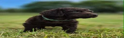 Irish Water Spaniel dogs for sale: Irish Water Spaniels  in Bishop Auckland - Advert 7