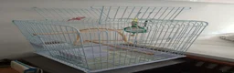 Cockatiels birds for sale: Male Cockatiel, cage and accessories  in Rochdale - Advert 8