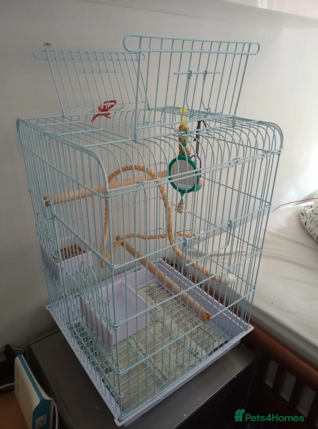 Cockatiels birds for sale: Male Cockatiel, cage and accessories  in Rochdale - Advert 8
