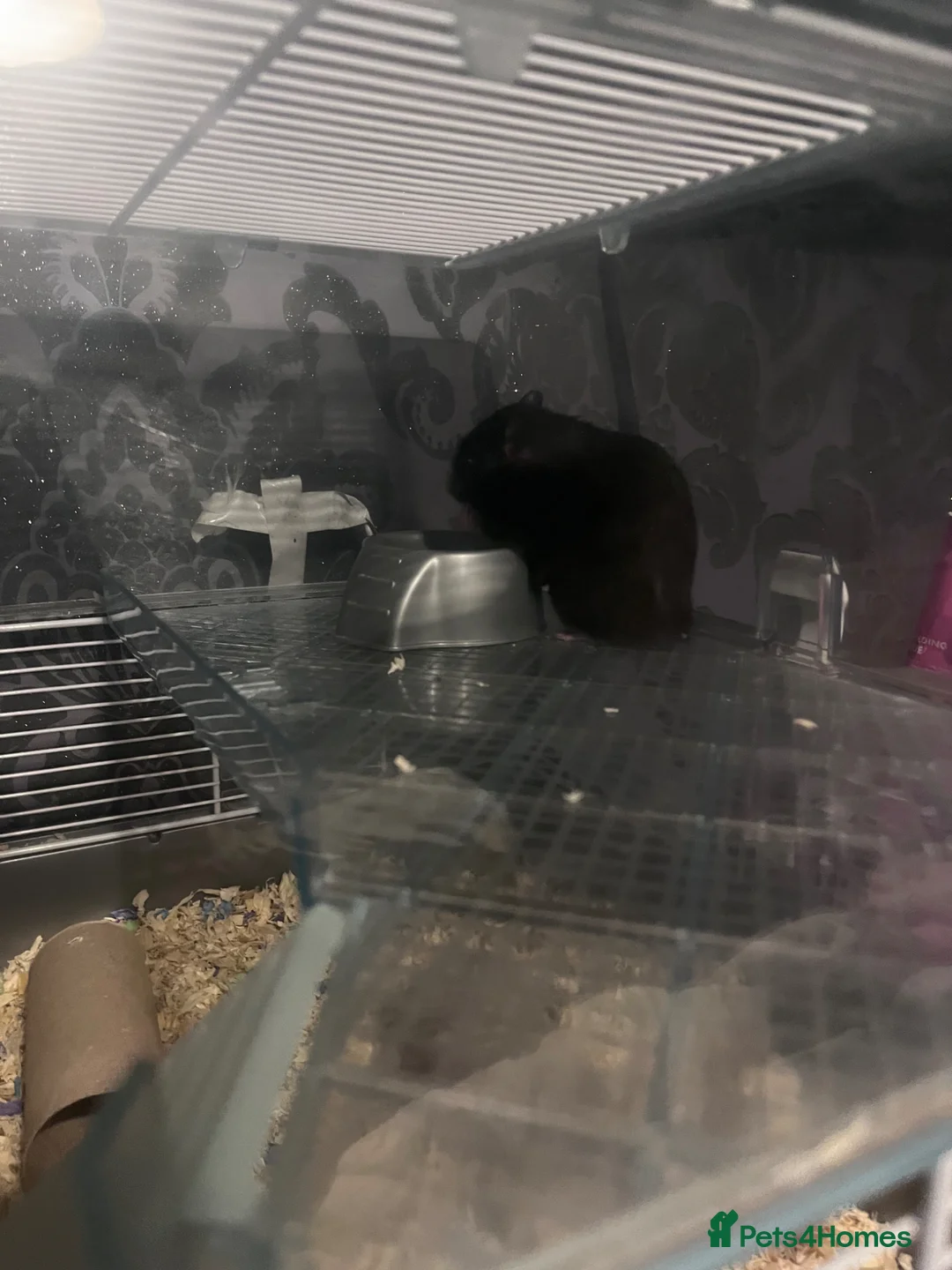 Hamster rodents for sale: syrian hamster  in Stoke-on-Trent - Advert 1