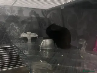 Hamster rodents syrian hamster - Advert 3