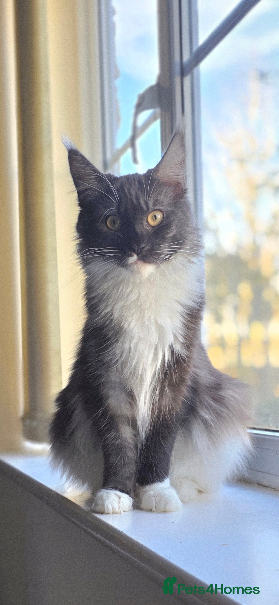 Maine Coon cats Female Maine Coon  - Advert 3