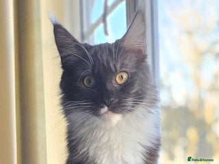 Maine Coon cats Female Maine Coon - Advert 1