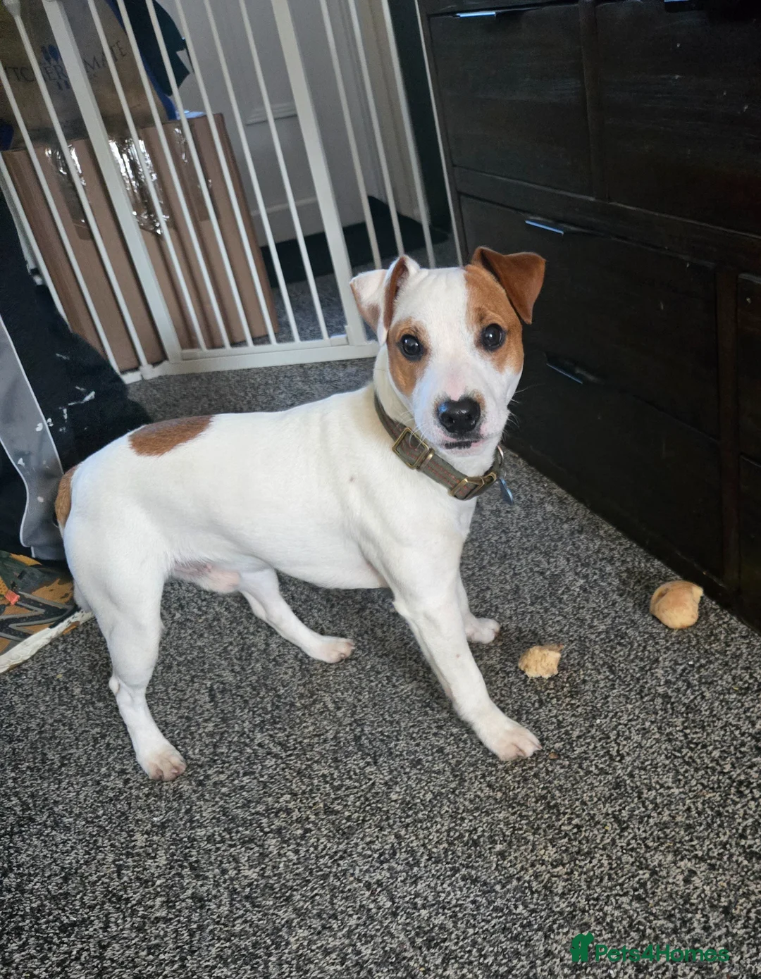Jack Russell dogs for sale: Male Jack Russell Pup  in Port Talbot - Advert 1