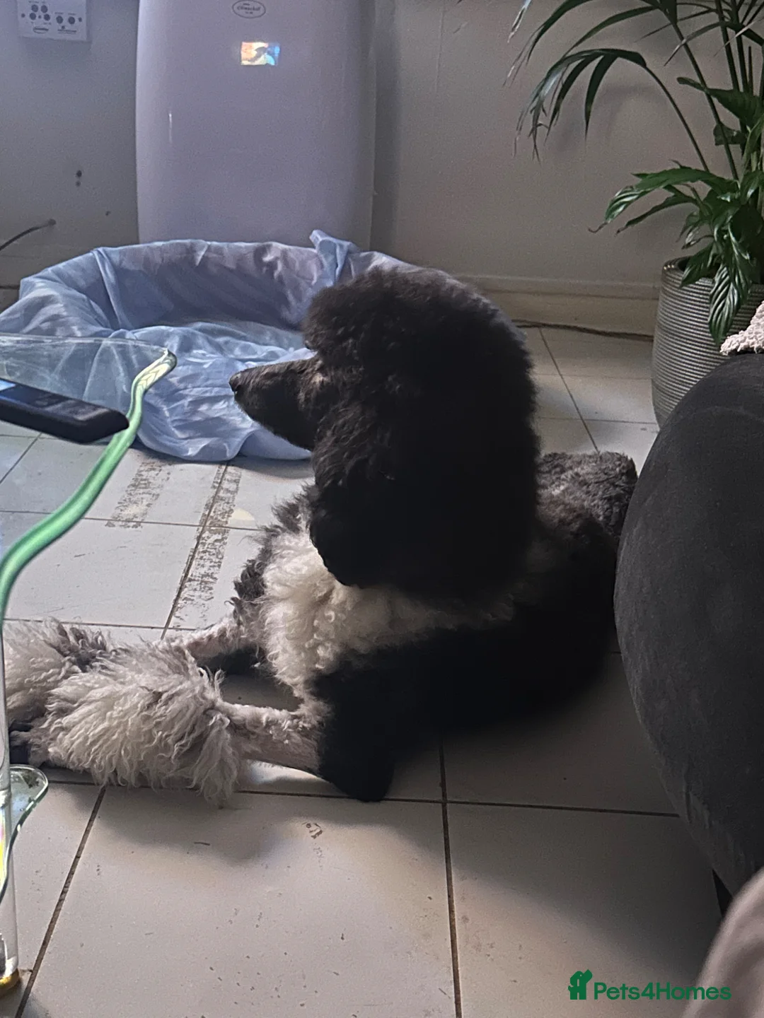 Mixed Breed dogs for sale:  bernedoodles - Advert 37