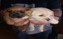 Mixed Breed dogs for sale: REDUCED ✨️Beautiful CockapooX READY TO GO NOW✨️ - Image 3