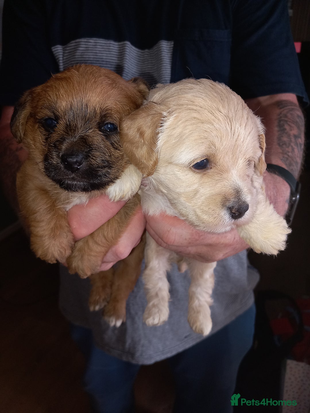 Mixed Breed dogs for sale: REDUCED ✨️Beautiful CockapooX READY TO GO NOW✨️ - Image 3