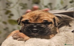 Bullmastiff dogs for sale: Quality Health Tested KC Bullmastiffs - Advert 9