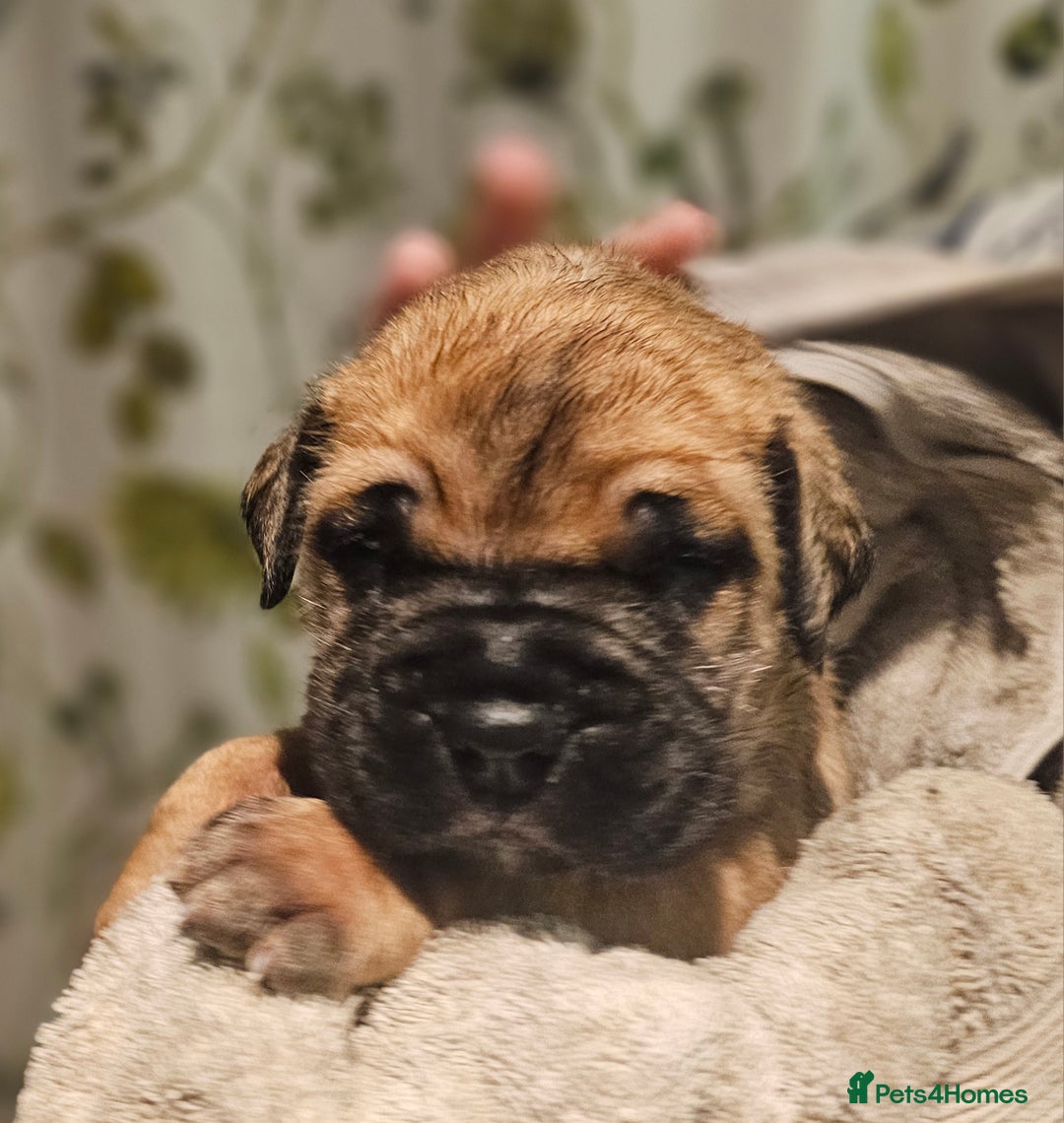 Bullmastiff dogs for sale: Quality Health Tested KC Bullmastiffs - Advert 9