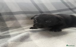 Mixed Breed dogs for sale: 10 RARE hybrid huskypoo’s!!! - Image 16