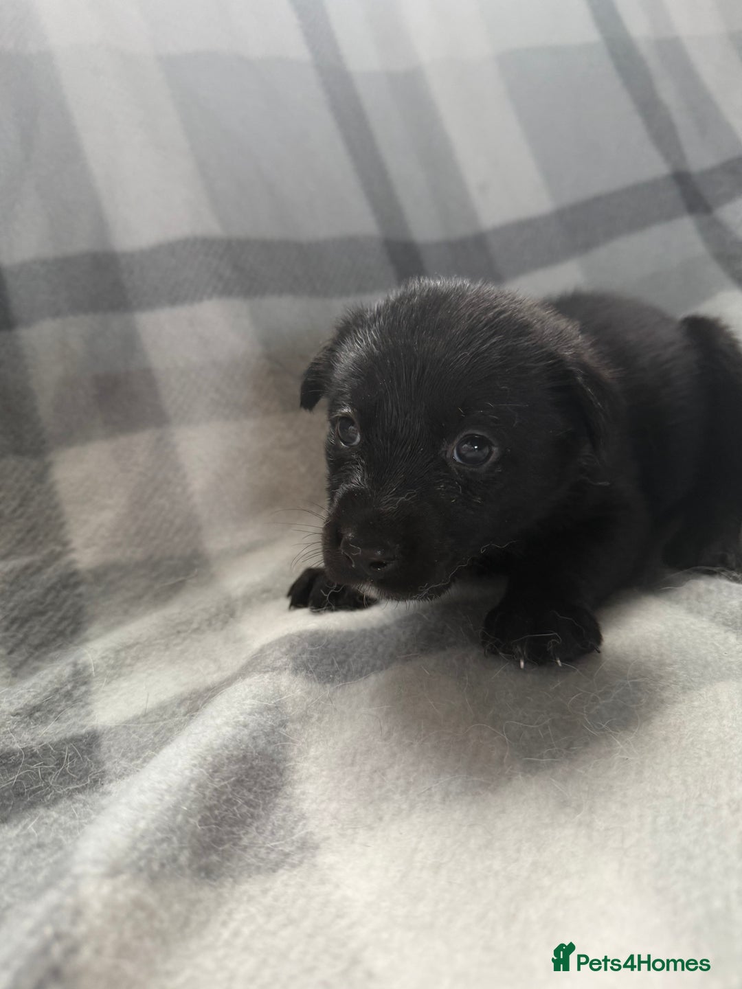 Mixed Breed dogs for sale: 10 RARE hybrid huskypoo’s!!! - Image 16