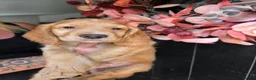 Cocker Spaniel dogs for sale: Golden cocker spaniel pups  - Advert 6