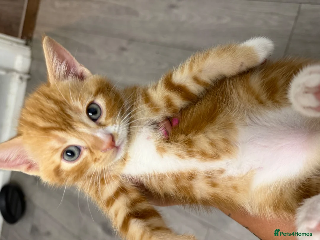 British Shorthair cats for sale: 8 weeks kittens  in Hemel Hempstead - Advert 2