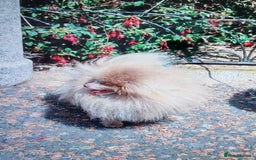 Pomeranian dogs for sale: Outstanding toy size poms - Image 8