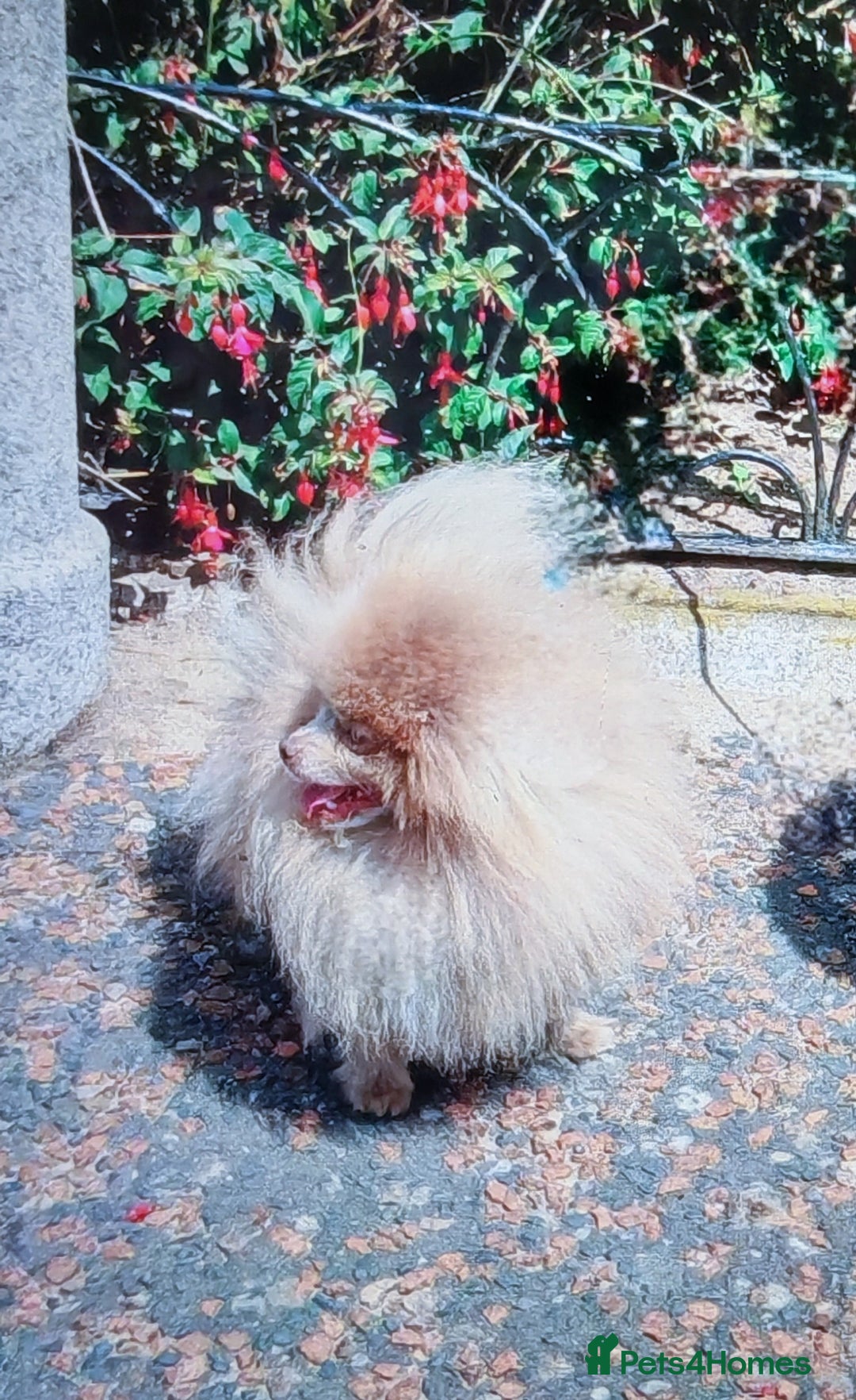 Pomeranian dogs for sale: Outstanding toy size poms - Image 8