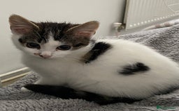 Mixed Breed cats for sale: 4 kittens  - Image 4
