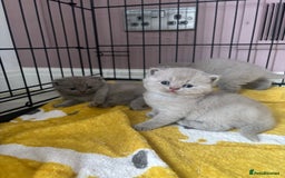 British Shorthair cats for sale: Lilic GCCF registered active champion lines  - Image 26