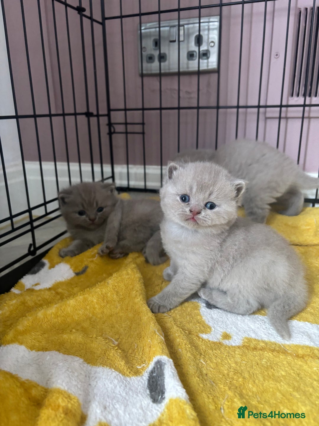 British Shorthair cats for sale: Lilic GCCF registered active champion lines  - Image 26