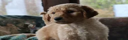 Labradoodle dogs for sale: Beautiful Third-Generation Labradoodle Puppie - Advert 24